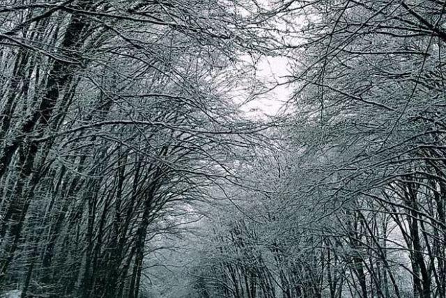 יער גאשרש באזרבייג'ן credit to getyourguide.com