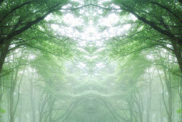 יער גאשרש באזרבייג'ן