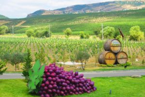 טיול ליקב אורגני בבאקו credit to getyourguide.com