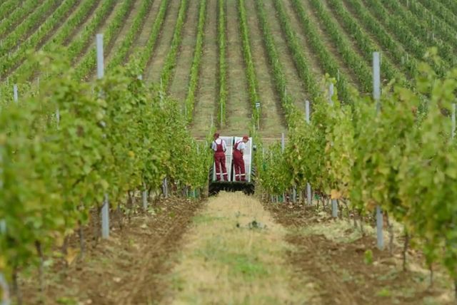 טיול ליקב אורגני בבאקו credit to getyourguide.com