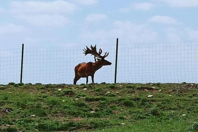 סיור ספארי מבאקו לשמאחי - פארק ספארי פתוח עם חיות בר, נסיעת שטח וארוחה אזרית מקומית credit to getyourguide.com