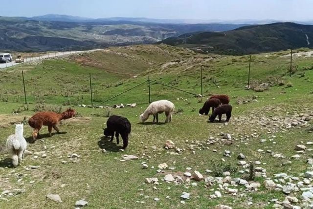 סיור ספארי מבאקו לשמאחי - פארק ספארי פתוח עם חיות בר, נסיעת שטח וארוחה אזרית מקומית credit to getyourguide.com