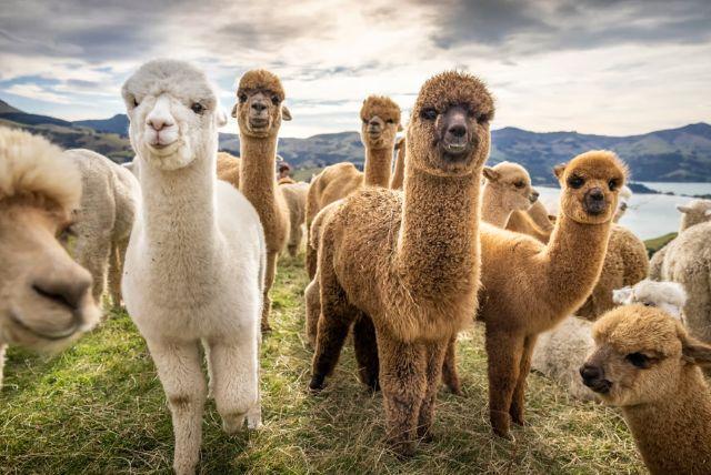 טיול יום מבאקו לשמאחי ההיסטורית וחוות האלפקות - חוויה ייחודית באזרבייג'ן credit to getyourguide.com