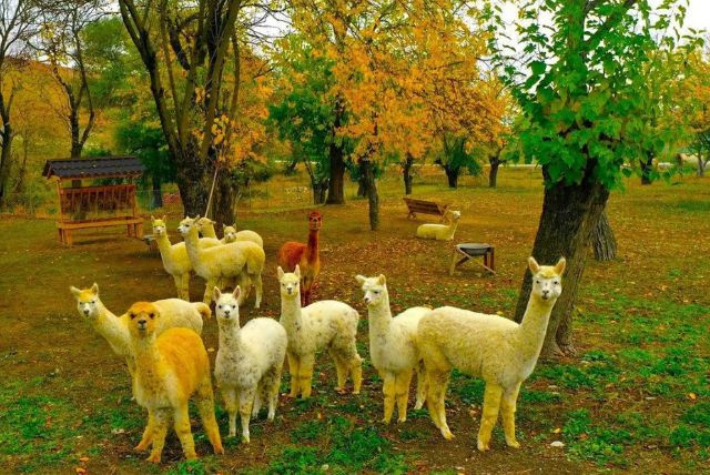 טיול יום מבאקו לשמאחי ההיסטורית וחוות האלפקות - חוויה ייחודית באזרבייג'ן credit to getyourguide.com