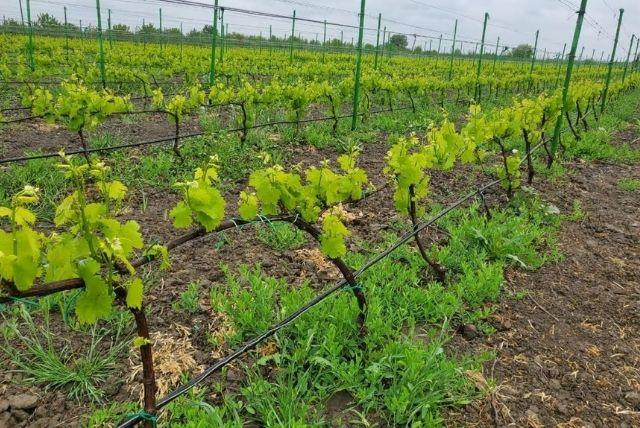 טיול יומי מבאקו ליקב משפחתי והרי הסוכריות (Candy Cane Mountain) credit to getyourguide.com