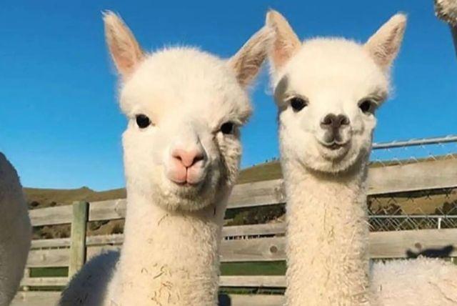 חוות האלפקות באזרבייג'ן - Alpaca Azerbaijan credit to getyourguide.com