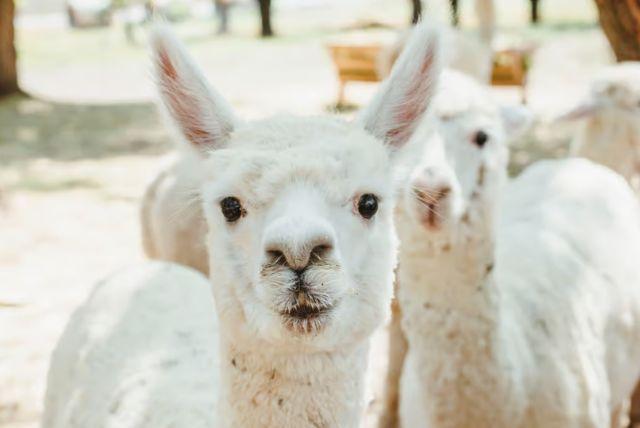 חוות האלפקות באזרבייג'ן - Alpaca Azerbaijan credit to getyourguide.com