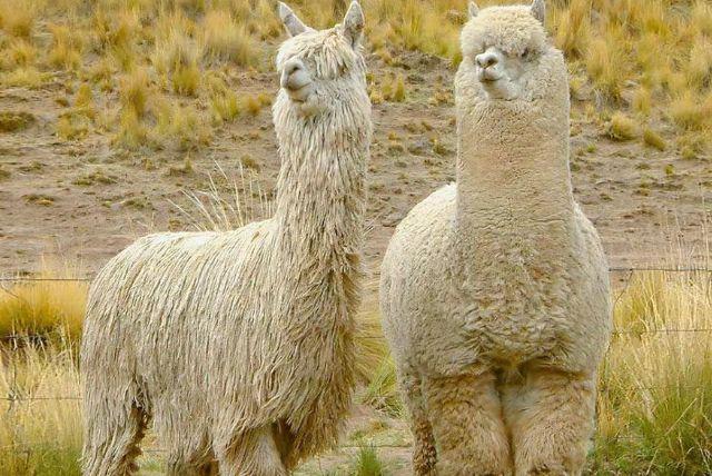 חוות האלפקות באזרבייג'ן - Alpaca Azerbaijan credit to getyourguide.com